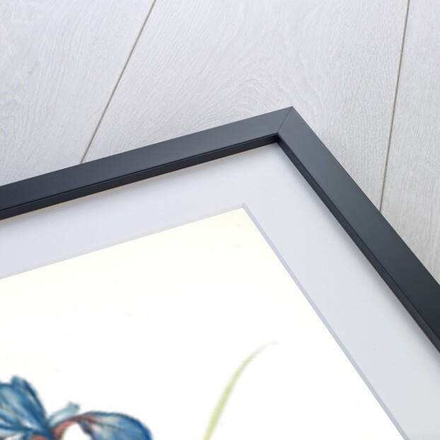 Iris pratensis, Iris de Prés by Pierre Joseph Redouté