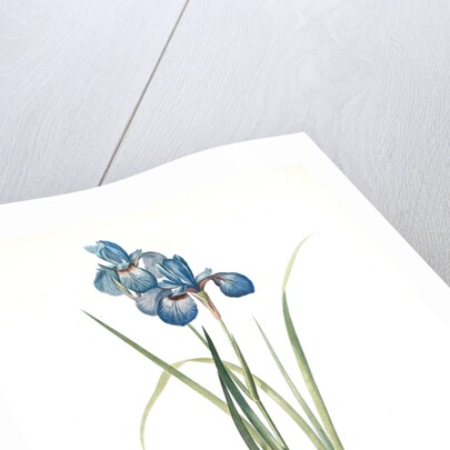 Iris pratensis, Iris de Prés by Pierre Joseph Redouté