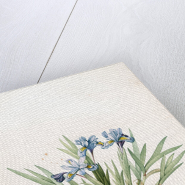 Iris cristata, Iris à crète; Dwarf Crested Iris by Pierre Joseph Redouté