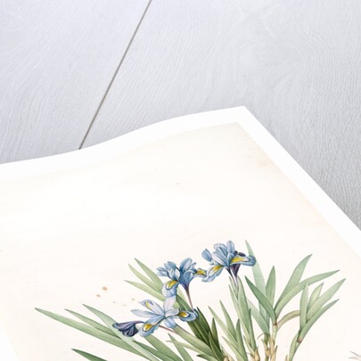 Iris cristata, Iris à crète; Dwarf Crested Iris by Pierre Joseph Redouté