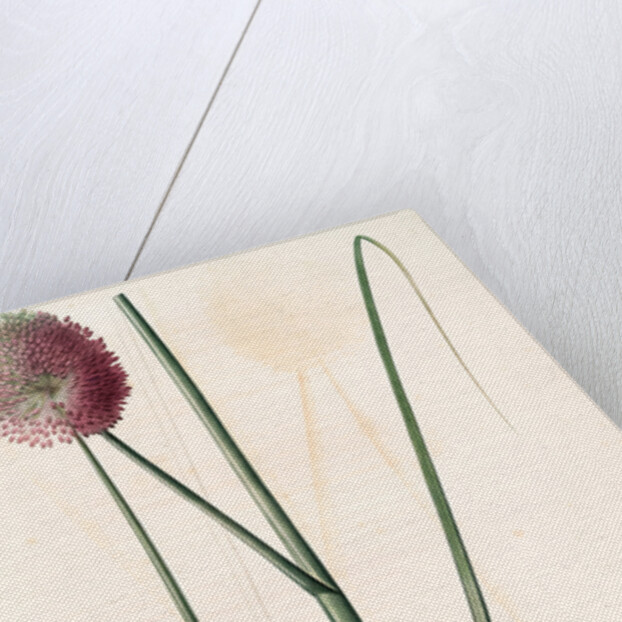 Allium sphaerocephalon, Allium sphaerocephalum; Ail à téte ronde, Drumsticks; Ornamental Onion by Pierre Joseph Redouté