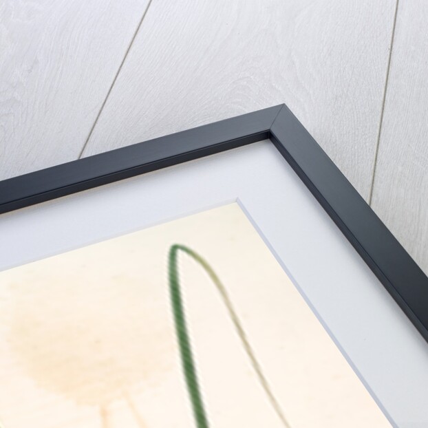 Allium sphaerocephalon, Allium sphaerocephalum; Ail à téte ronde, Drumsticks; Ornamental Onion by Pierre Joseph Redouté