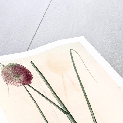 Allium sphaerocephalon, Allium sphaerocephalum; Ail à téte ronde, Drumsticks; Ornamental Onion by Pierre Joseph Redouté