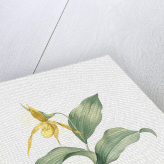 Cypripedium flavescens, Cypripedium Calceolus var. pubescens; Sabot à fleur jaune; American Lady-Slipper, Nerve root by Pierre Joseph Redouté