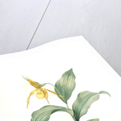 Cypripedium flavescens, Cypripedium Calceolus var. pubescens; Sabot à fleur jaune; American Lady-Slipper, Nerve root by Pierre Joseph Redouté