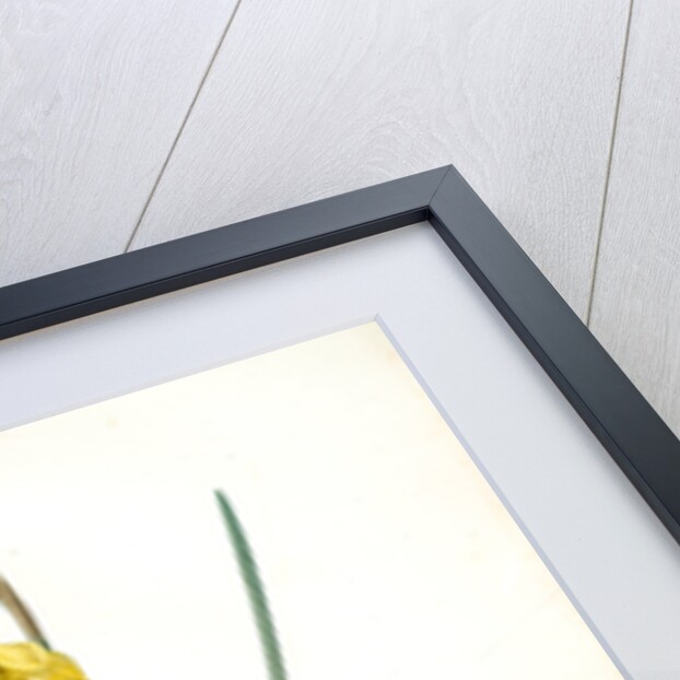 Narcissus odorus, Narcissus odorant, Sweet-scented Jonquil, Great Jonquil by Pierre Joseph Redouté