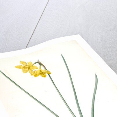 Narcissus odorus, Narcissus odorant, Sweet-scented Jonquil, Great Jonquil by Pierre Joseph Redouté