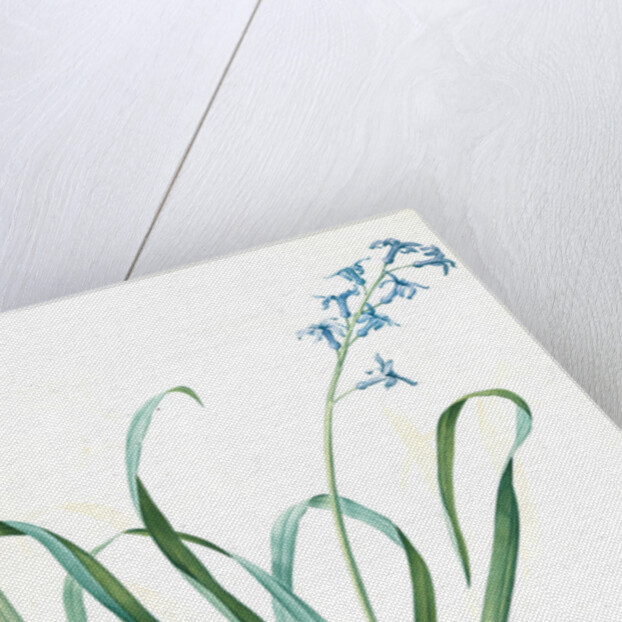 Hyacinthus orientalis, Jacinthe orientale, Common Hyacinth by Pierre Joseph Redouté