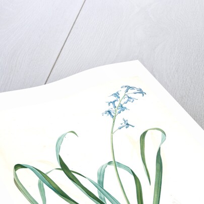 Hyacinthus orientalis, Jacinthe orientale, Common Hyacinth by Pierre Joseph Redouté