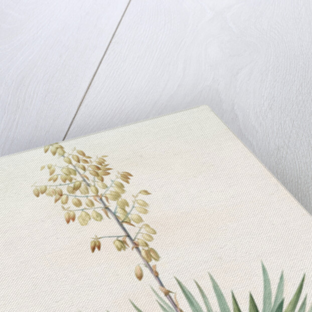 Yucca gloriosa, Yucca a feuilles entieres; Palm Lily or Spanish Dagger (signed) by Pierre Joseph Redouté