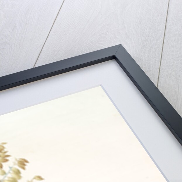 Yucca gloriosa, Yucca a feuilles entieres; Palm Lily or Spanish Dagger (signed) by Pierre Joseph Redouté