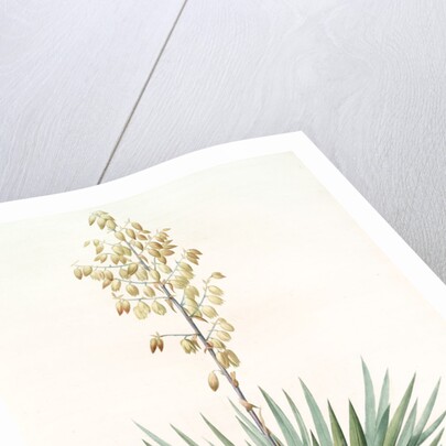 Yucca gloriosa, Yucca a feuilles entieres; Palm Lily or Spanish Dagger (signed) by Pierre Joseph Redouté