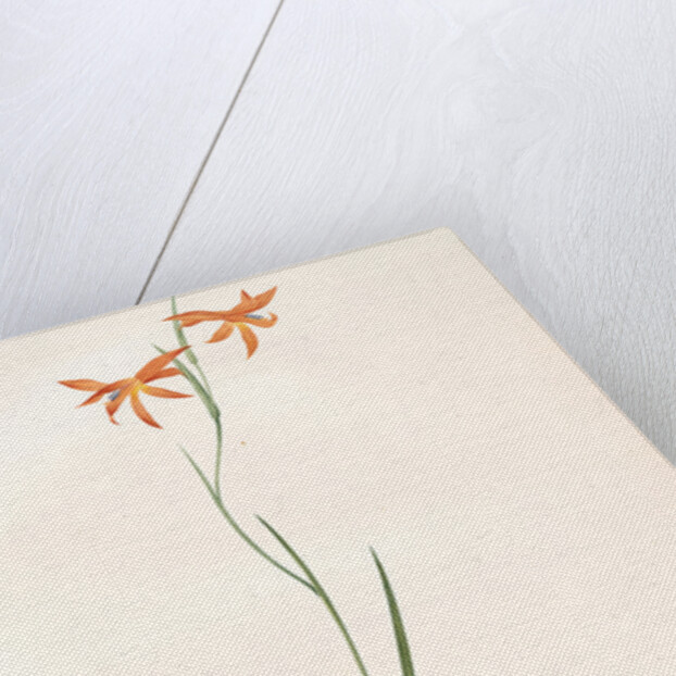 Gladiolus Watsonius, Glaïeul à fleurs de Watsonie, Watson's Corn-flag by Pierre Joseph Redouté