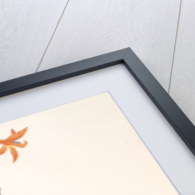 Gladiolus Watsonius, Glaïeul à fleurs de Watsonie, Watson's Corn-flag by Pierre Joseph Redouté