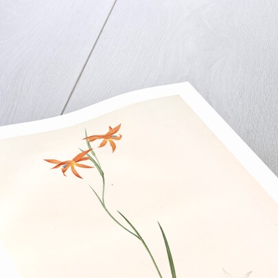 Gladiolus Watsonius, Glaïeul à fleurs de Watsonie, Watson's Corn-flag by Pierre Joseph Redouté
