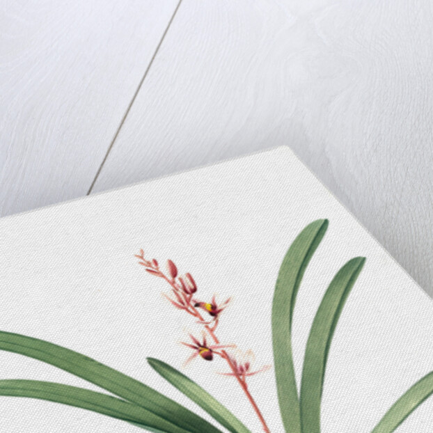 Cymbidium aloifolium, Epidendre a feuilles d'aloes, Aloe-leaved Epidendrum by Pierre Joseph Redouté