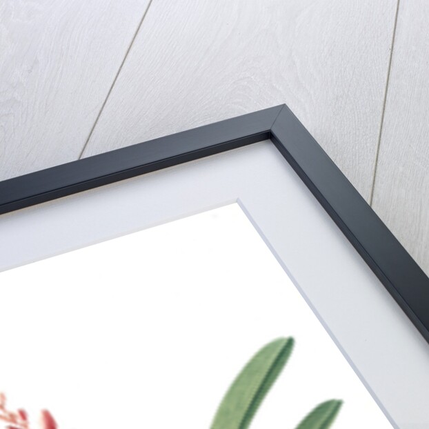 Cymbidium aloifolium, Epidendre a feuilles d'aloes, Aloe-leaved Epidendrum by Pierre Joseph Redouté