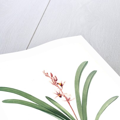 Cymbidium aloifolium, Epidendre a feuilles d'aloes, Aloe-leaved Epidendrum by Pierre Joseph Redouté