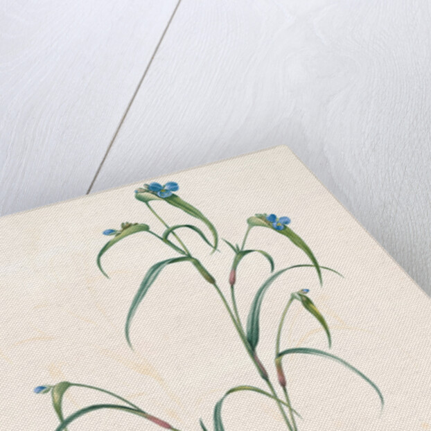 Commelina dianthifolia, Comméline à feuilles d'œillet, Birdbill Dayflower by Pierre Joseph Redouté