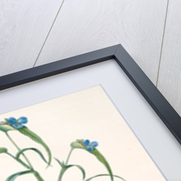 Commelina dianthifolia, Comméline à feuilles d'œillet, Birdbill Dayflower by Pierre Joseph Redouté