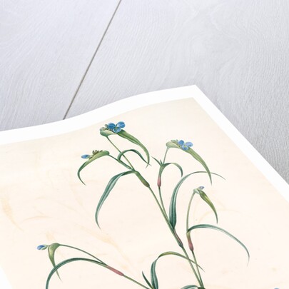 Commelina dianthifolia, Comméline à feuilles d'œillet, Birdbill Dayflower by Pierre Joseph Redouté