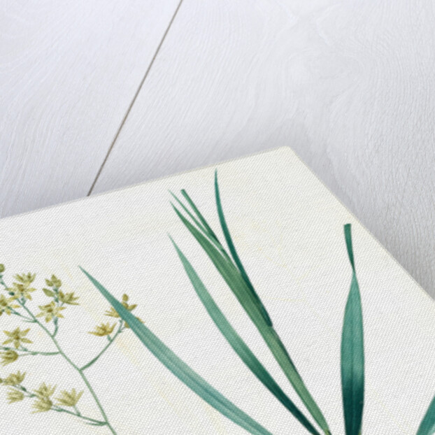 Zigadenus glaberrimus, Zigadene lisse, Sandbog deathcamas by Pierre Joseph Redouté