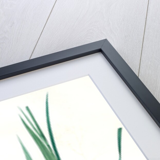 Zigadenus glaberrimus, Zigadene lisse, Sandbog deathcamas by Pierre Joseph Redouté