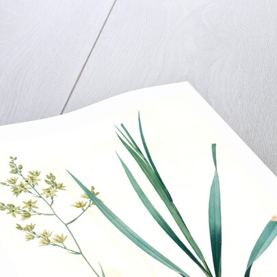 Zigadenus glaberrimus, Zigadene lisse, Sandbog deathcamas by Pierre Joseph Redouté