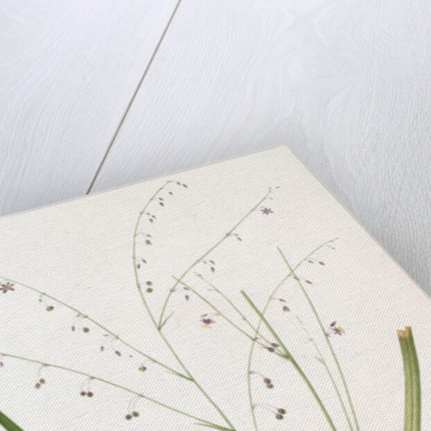 Phalangium pendulum, Arthropodium paniculatum; Phalangére à fleurs pendantes by Pierre Joseph Redouté