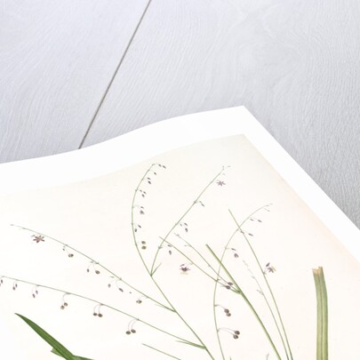 Phalangium pendulum, Arthropodium paniculatum; Phalangére à fleurs pendantes by Pierre Joseph Redouté