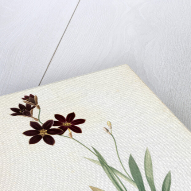 Ixia grandiflora, Ixia à grande fleur by Pierre Joseph Redouté