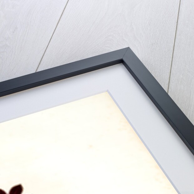 Ixia grandiflora, Ixia à grande fleur by Pierre Joseph Redouté