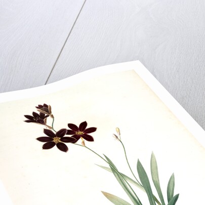 Ixia grandiflora, Ixia à grande fleur by Pierre Joseph Redouté