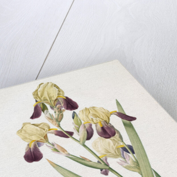 Iris squalens, Iris sale, Brown-flowered Iris by Pierre Joseph Redouté