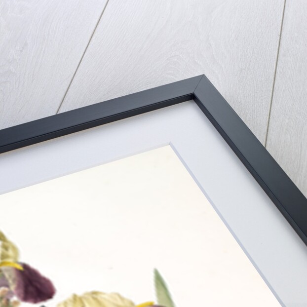 Iris squalens, Iris sale, Brown-flowered Iris by Pierre Joseph Redouté