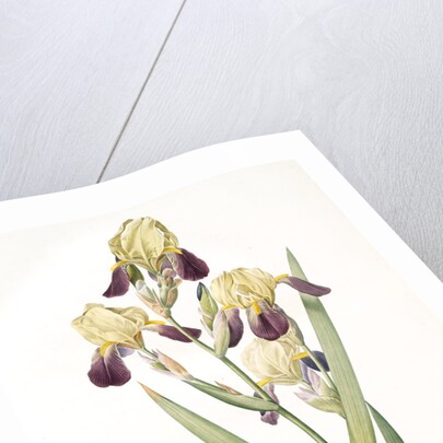 Iris squalens, Iris sale, Brown-flowered Iris by Pierre Joseph Redouté