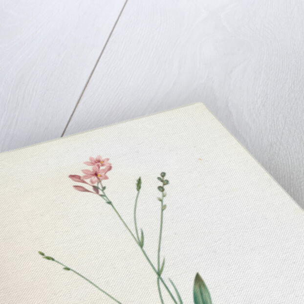 Gladiolus junceus, Lapeyrousia juncea; Glaïeul jonc by Pierre Joseph Redouté