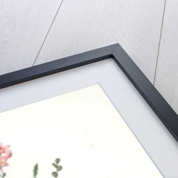 Gladiolus junceus, Lapeyrousia juncea; Glaïeul jonc by Pierre Joseph Redouté