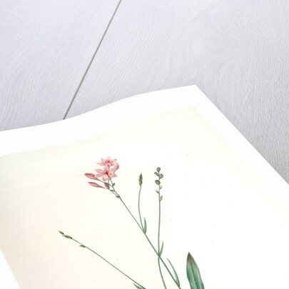 Gladiolus junceus, Lapeyrousia juncea; Glaïeul jonc by Pierre Joseph Redouté