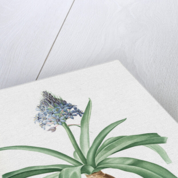 Scilla peruviana, Scille de Pérou; Cuban Lily or Peruvian Jacinth by Pierre Joseph Redouté