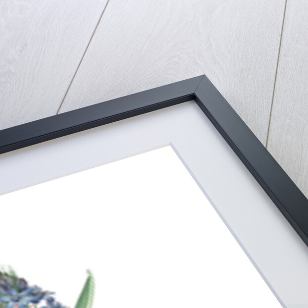 Scilla peruviana, Scille de Pérou; Cuban Lily or Peruvian Jacinth by Pierre Joseph Redouté