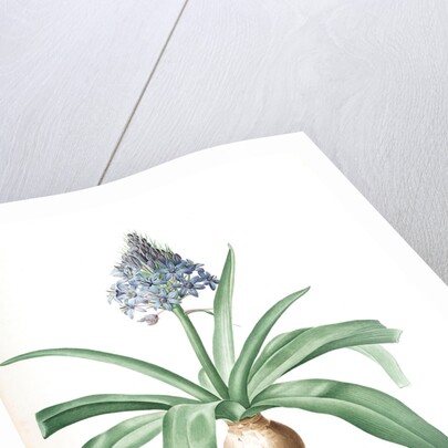 Scilla peruviana, Scille de Pérou; Cuban Lily or Peruvian Jacinth by Pierre Joseph Redouté