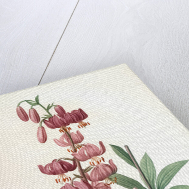 Lilium martagon, Lis martagon; Turk's Cap Lily or Martagon Lily by Pierre Joseph Redouté