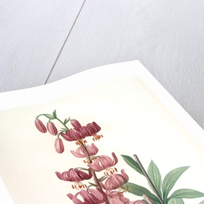 Lilium martagon, Lis martagon; Turk's Cap Lily or Martagon Lily by Pierre Joseph Redouté