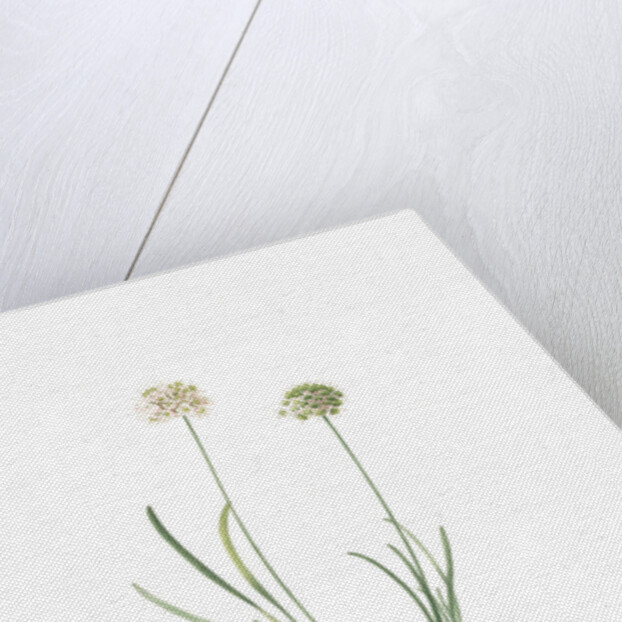 Allium carolinianum, Ail de Caroline by Pierre Joseph Redouté