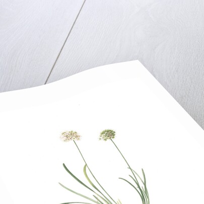 Allium carolinianum, Ail de Caroline by Pierre Joseph Redouté