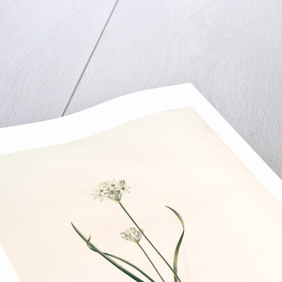 Allium triquetrum, Ail triangulaire, Three-cornered leek by Pierre Joseph Redouté