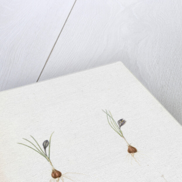 Crocus minimus, Safra nain, Smaller saffron by Pierre Joseph Redouté