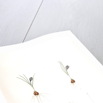 Crocus minimus, Safra nain, Smaller saffron by Pierre Joseph Redouté