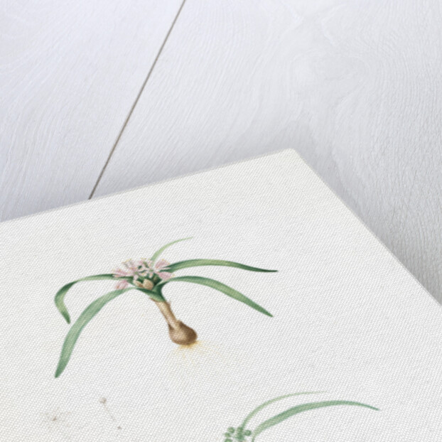 Allium Chamaemoly, Allium chamae-moly; Ail faux-moly by Pierre Joseph Redouté
